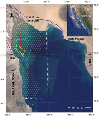 An Economic Perspective on Policies to Save the Vaquita: Conservation Actions, Wildlife Trafficking, and the Structure of Incentives